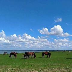 渋谷の街にモンゴルの風が吹く！