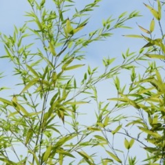 偏愛七夕！みんなの○○といえばこの曲